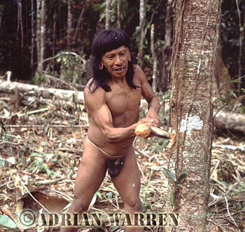 AW_Waorani68, Waorani Indians : Caempaede cutting tree with Stone Axe, rio Cononaco, Ecuador, 1983