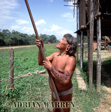 AW_Waorani1096, Waorani Indians : Caempaede making Blowgun