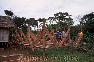 AW_Waorani1031, Waorani Indians : House construction at Tonaempaede, Ecuador, 2002