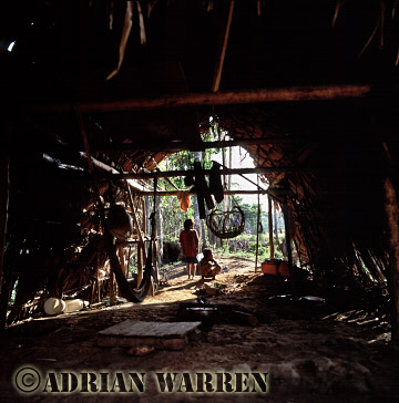 AW_Waorani1034, Waorani Indians : Traditional house at Cononaco airstrip, Ecuador, 2002