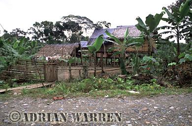 AW_Waorani1039, Waorani Indians : Settlement by oil company road to Gadeno, Ecuador, 2002