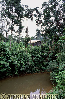 AW_Waorani1041, Waorani Indians : Settlement by oil company road to Gadeno, Ecuador, 2002
