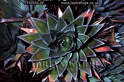 plants01.jpg 
400 x 266 compressed image 
(139,315 bytes)