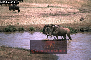 wildebeest03.jpg 
360 x 237 compressed image 
(91,961 bytes)