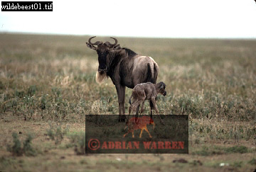 wildebeest09.jpg 
360 x 243 compressed image 
(65,160 bytes)