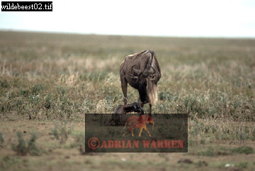 wildebeest10.jpg 
360 x 241 compressed image 
(62,152 bytes)
