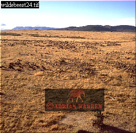 wildebeest18.jpg 
275 x 270 compressed image 
(90,874 bytes)