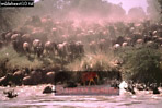 Preview of: 
wildebeest02.jpg 
360 x 242 compressed image 
(94,810 bytes)
