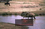 Preview of: 
wildebeest03.jpg 
360 x 237 compressed image 
(91,961 bytes)