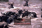 Preview of: 
wildebeest06.jpg 
360 x 243 compressed image 
(108,613 bytes)