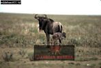 Preview of: 
wildebeest09.jpg 
360 x 243 compressed image 
(65,160 bytes)