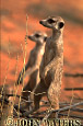 Meerkat (Suricata suricatta), Kalahari, South Africa 