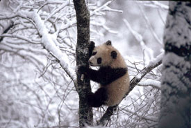 Giant Panda (Ailuropoda melanoleuca) Juvenile, Qinling Mts., Shaanxi, China