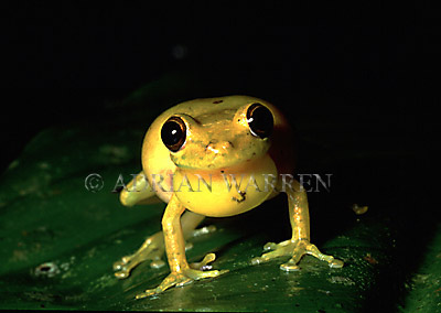 Yellow Tree Frog (Hyla sp.), Costa Rica, Central America