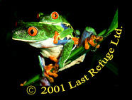 Tree Frog (Agalychnis calcarifer) Courtship,  Costa Rica, Central America