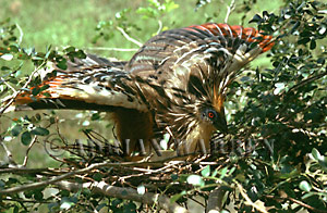 Hoatzin (Opisthocomus hoatzin), Venezuela (on nest spreading its wings)
