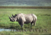White Rhinoceros & Black Rhinoceros (Ceratotherium simum, Diceros bicornis)