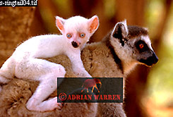 Ring-tailed  Lemur (Lemur catta) all white baby male-Sapphire with mother