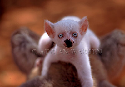 ring-tailed lemur (Lemur catta): all baby white male Sapphire, Berenty, Southern Madagascar