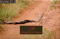 Black Mambas (Dendroaspis polylepis): Males in combat, Akagera National Park, Rwanda 