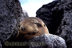 FUR SEAL (Arctocephalus galapagoensis), James Island, Galapagos