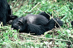 Mountain Gorilla (Gorilla g. beringei), resting, Virunga Volcanoes