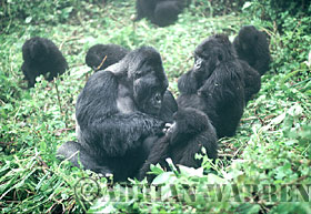 Mountain Gorilla (Gorilla g. beringei), family resting, Virunga Volcanoes, Rwanda 