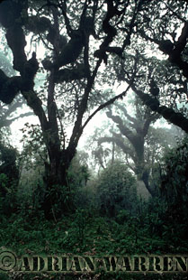 Hagenia Forest, Mountain Gorilla Habitat