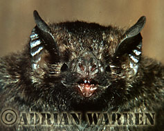 Vampire BAT (Desmodus rotundus), Trinidad