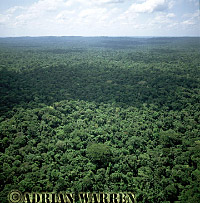 Rain Forest, rio Cononaco, Ecuador, 2002