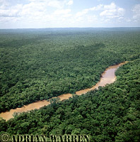 Rain Forest and River Cononaco, Ecuador, 2002 