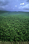 Forest near Auyantepui, Venezuela 