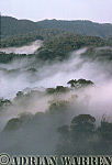 MISTY FOREST DAWN, Nyungwe Forest, Rwanda, Africa