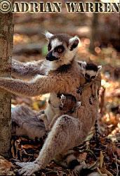 Ring-tailed Lemurs (Lemur catta) mother with twin babies