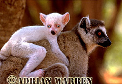 Ring-tailed  Lemur (Lemur catta) all white baby male-Sapphire on mother's back