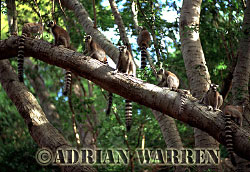 Ring-tailed  Lemur (Lemur catta) group resting