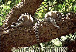 Ring-tailed  Lemur (Lemur catta) taking siesta