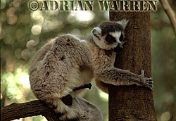 Ring-tailed Lemur (Lemur catta) male